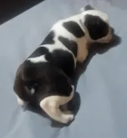 Moomoo, a female Boston Terrier for sale in Lake Wales, FL – 3 of 8