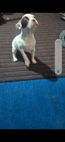 Lilly, a female Boston Terrier for sale in Lake Wales, FL – 2 of 7