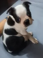 Moomoo, a female Boston Terrier for sale in Lake Wales, FL – 5 of 8