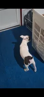 Lilly, a female Boston Terrier for sale in Lake Wales, FL – 4 of 7