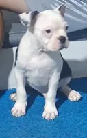 Lucky , a male Boston Terrier for sale in Lake Wales, FL – 2 of 10