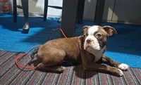 Sir Duke, a male Boston Terrier for sale in Lake Wales, FL – 9 of 10