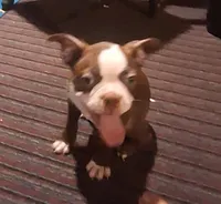 Sir Duke, a male Boston Terrier for sale in Lake Wales, FL – 7 of 10