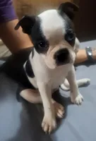 Moomoo, a female Boston Terrier for sale in Lake Wales, FL – 7 of 8