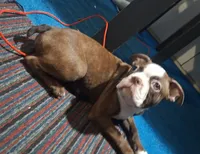 Sir Duke, a male Boston Terrier for sale in Lake Wales, FL – 8 of 10