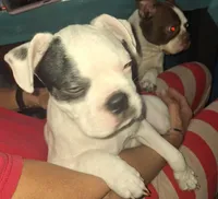 Petey, a  Boston Terrier for sale in Lake Wales, FL – Photo 8 of 8