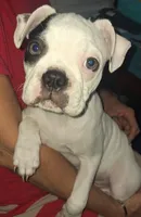 Petey, a  Boston Terrier for sale in Lake Wales, FL – Photo 7 of 8