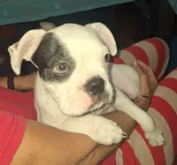 Petey, a  Boston Terrier for sale in Lake Wales, FL – Photo 3 of 8