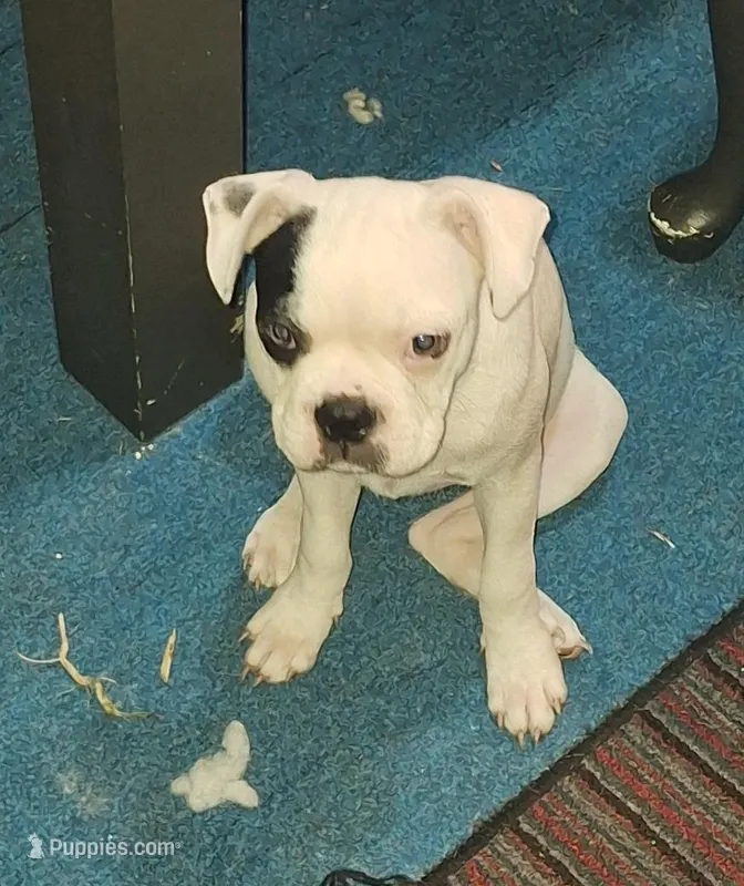 Petey – Boston Terrier puppy for sale in Lake Wales, FL