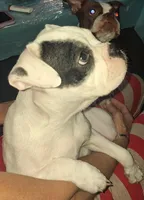 Petey, a  Boston Terrier for sale in Lake Wales, FL – Photo 6 of 8