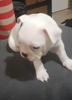 Petey, a  Boston Terrier for sale in Lake Wales, FL – Photo 5 of 8