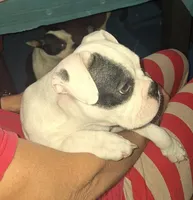 Petey, a  Boston Terrier for sale in Lake Wales, FL – Photo 2 of 8