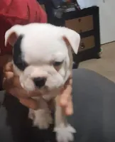 Petey, a  Boston Terrier for sale in Lake Wales, FL – Photo 4 of 8