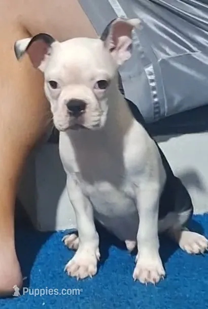 Lucky  – Boston Terrier puppy for sale in Lake Wales, FL