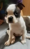 Moomoo, a female Boston Terrier for sale in Lake Wales, FL – 6 of 8