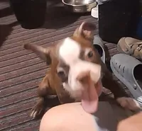 Sir Duke, a male Boston Terrier for sale in Lake Wales, FL – 6 of 10
