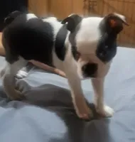 Moomoo, a female Boston Terrier for sale in Lake Wales, FL – 2 of 8