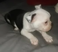 Lucky , a male Boston Terrier for sale in Lake Wales, FL – 2 of 5