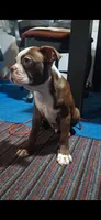 Sir Duke, a male Boston Terrier for sale in Lake Wales, FL – 10 of 10