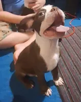 Sir Duke, a male Boston Terrier for sale in Lake Wales, FL – 5 of 10