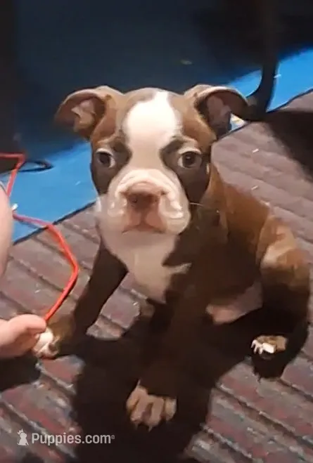 Sir Duke – Boston Terrier puppy for sale in Lake Wales, FL