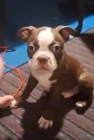 Sir Duke, a male Boston Terrier for sale in Lake Wales, FL – 1 of 10