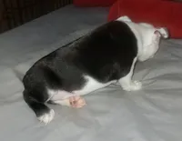 Lucky , a male Boston Terrier for sale in Lake Wales, FL – 3 of 5