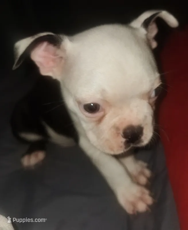 Lucky  – Boston Terrier puppy for sale in Lake Wales, FL