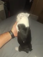 Lucky , a male Boston Terrier for sale in Lake Wales, FL – 4 of 5