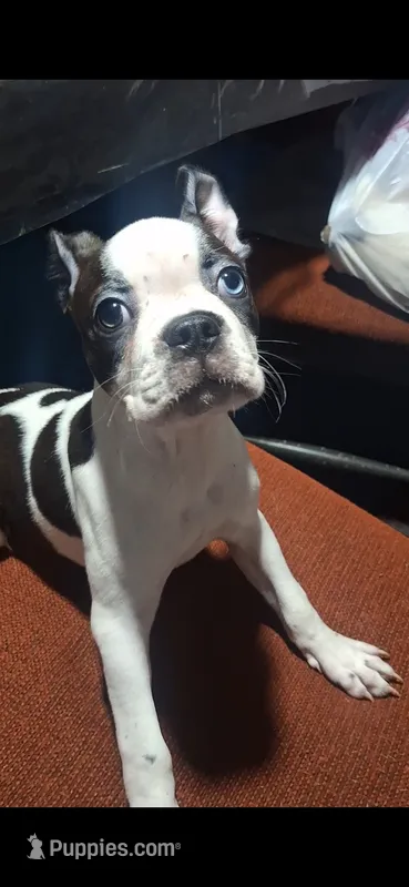 Moomoo – Boston Terrier puppy for sale in Lake Wales, FL