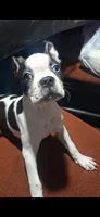 Moomoo, a female Boston Terrier for sale in Lake Wales, FL – 1 of 10