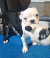 Lucky , a male Boston Terrier for sale in Lake Wales, FL – 8 of 10