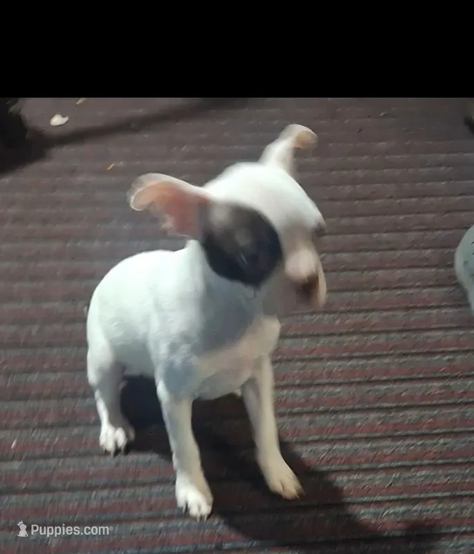 Lilly – Boston Terrier puppy for sale in Lake Wales, FL