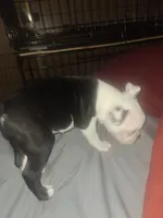 Lucky , a male Boston Terrier for sale in Lake Wales, FL – 5 of 5