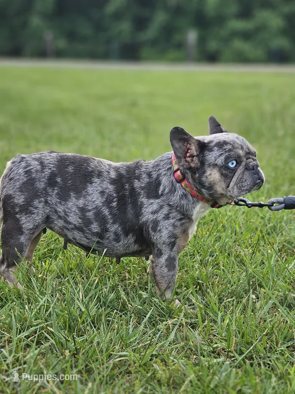 Pretzel – French Bulldog puppy for sale in Hays, NC