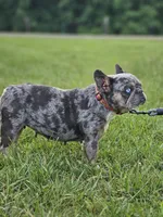 Pretzel, a female French Bulldog for sale in Hays, NC – 1 of 4