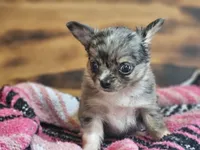 Lena, a female Chihuahua for sale in Hays, NC – 4 of 4