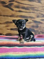 Layla, a female Chihuahua for sale in Hays, NC – 2 of 4
