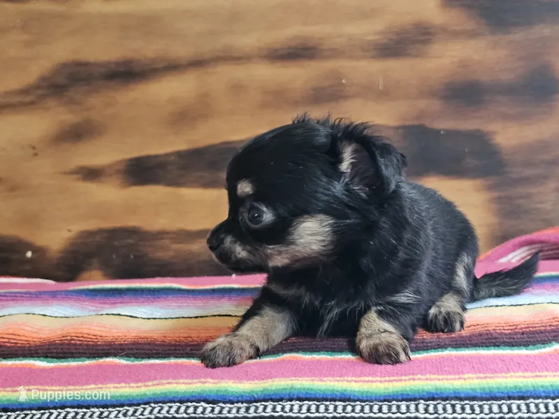 Lulu – Chihuahua puppy for sale in Hays, NC