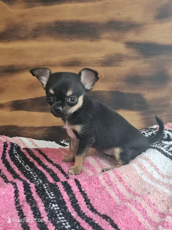 Layla – Chihuahua puppy for sale in Hays, NC