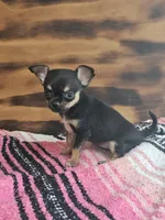 Layla, a female Chihuahua for sale in Hays, NC – 1 of 3