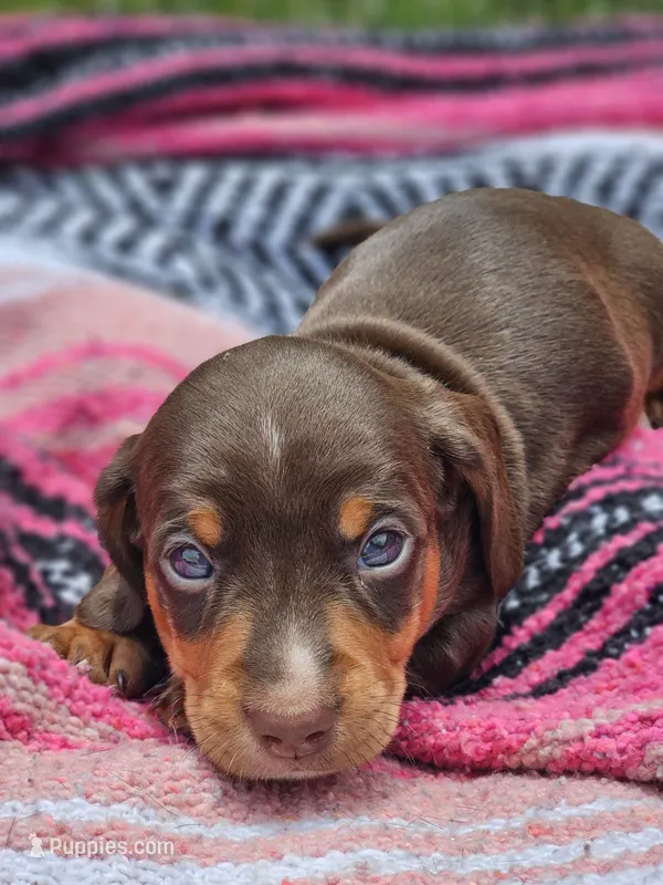 Coco – Miniature Dachshund puppy for sale in Hays, NC