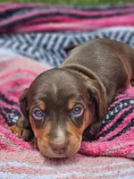 Coco, a male Miniature Dachshund for sale in Hays, NC – 1 of 1