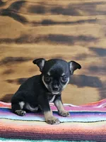 Layla, a female Chihuahua for sale in Hays, NC – 4 of 4