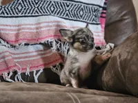 Lena, a female Chihuahua for sale in Hays, NC – 3 of 4