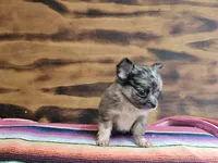 Lena, a female Chihuahua for sale in Hays, NC – 3 of 4
