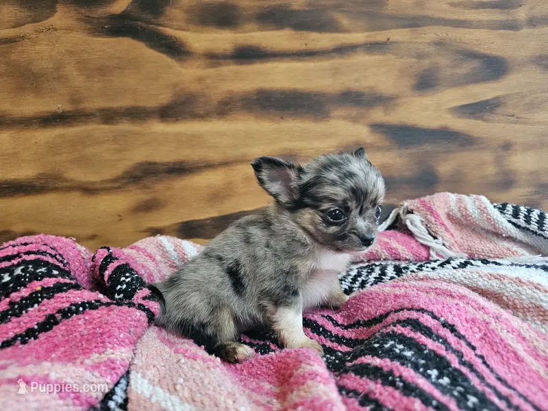 Lena – Chihuahua puppy for sale in Hays, NC