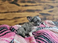 Lena, a female Chihuahua for sale in Hays, NC – 1 of 4