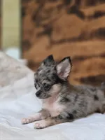 Lena, a female Chihuahua for sale in Hays, NC – 4 of 9