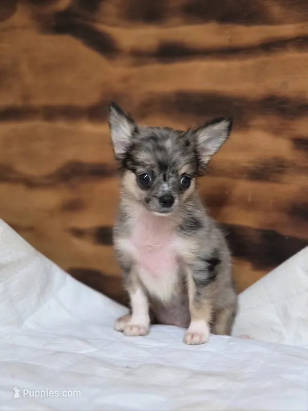 Lena – Chihuahua puppy for sale in Hays, NC